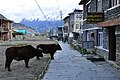 La strada principale di Manang