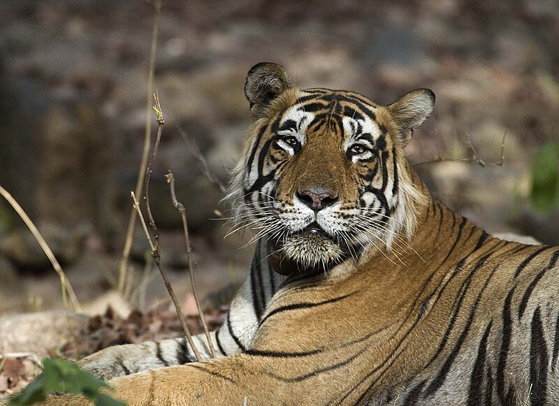 దస్త్రం:Male Tiger Ranthambhore.jpg