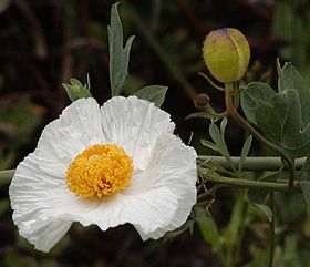 Matilija poppy