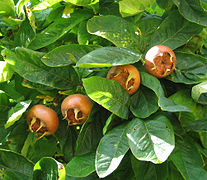 Fruits matures sur l'arbre.