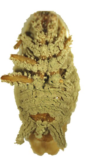 Metarhizium anisopliae fungus, capable of killing more than 200 insect species including cockroaches (pictured) (Photo credit: Wikipedia)