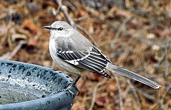 Mimus polyglottos - Крендл Вудс, Кэри, Северная Каролина, США-8.jpg