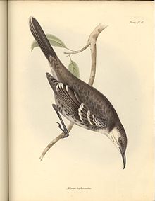 Floreanaspottefugl, Mimus trifasciatus