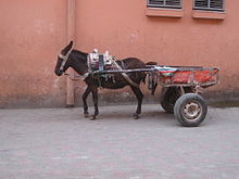 Donkey used to pull a wheeled vehicle in Morocco Mule in Morocco.JPG