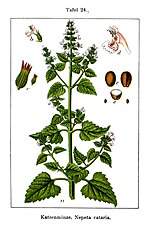 Miniatura para Nepeta cataria