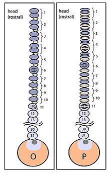 O/P teloblast specification