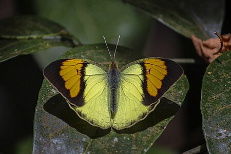 Dorsal view