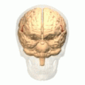 下前頭回弁蓋部の位置を様々な角度から見た動画。赤で示されているところが下前頭回弁蓋部。