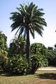 Jubaea chilensis, la palma del Cile, qui fotografata a Palermo. Le foglie sono pennate.
