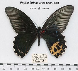 Papilio forbesi