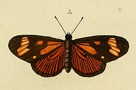 Actinote thalia