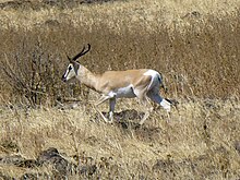 Národní park Yangudi Rassa-Gazelle de Soemmerring (2) .jpg