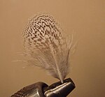 Typical partridge feather used for soft-hackle flies