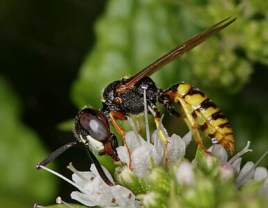 Crabronidae - bee wolves, sand wasps (Philanthus triangulum diadema)