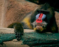 Mandrill