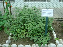 Planta de aguaymanto en el Jardín Botánico de Lima