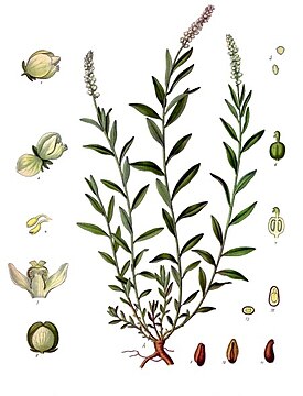 Истод сенега (Polygala senega) — вид рода Истод. Ботаническая иллюстрация из книги Köhler’s Medizinal-Pflanzen, 1887
