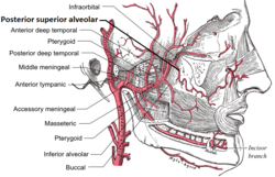 Posterior superior alveolar artery.png