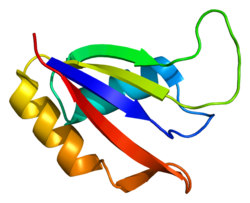 Protein THOC4 PDB 1no8.png