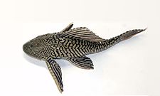 Pterygoplichthys sp