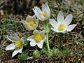 Pulsatilla vulgaris de flores blancas