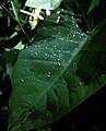 [1]: Wasserdroppe auf em Blatt Waterdruppels op een blad