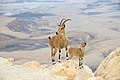 Нубийский горный козёл на краю махтеша Рамон