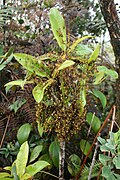 Essaim de guêpes, mont Roraima, Venezuela.