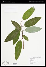 Miniatura para Salix floridana