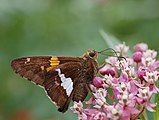 Epargyreus clarus (silver-spotted skipper) Adult, ventral view of wings.