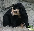 Mláďa medveďa okuliarnatého, Houston Zoo, Houston, Texas, USA.