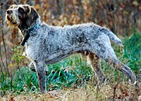 Spinone italiano Oliver.jpg