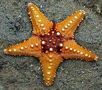 像這種海星的棘皮動物，具有五重對稱性