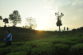 सूर्यास्तक दृश्य