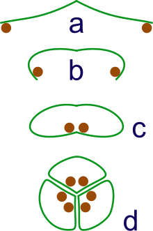 The evolution of syncarps.
a: sporangia borne at tips of leaf
b: Leaf curls up to protect sporangia
c: leaf curls to form enclosed roll
d: grouping of three rolls into a syncarp Syncarp evolution.svg