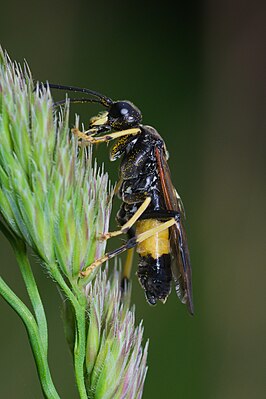 Tenthredo maculata