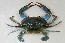 Детский музей Индианаполиса - Atlantic blue crab.jpg