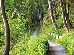 The Thames Path in Hartslock Woods