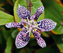 Tricyrtis hirta - blossom top (aka)