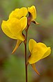 Utricularia juncea Vahl (8178568622). 
 jpg