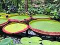 Plantas que crecen en Kew Gardens