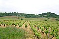 Vue des Clos des Montaigus (premier cru) et du château de Montaigu.