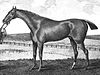 an engraving of the 1793 Epsom Derby winner Waxy