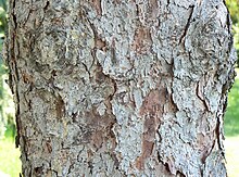 Trunk; bark is scaly or flaky and grey-brown White Spruce bark detail, Chalco Hills.jpg