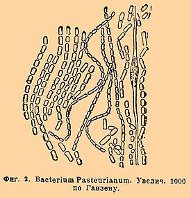 Acetobacter aceti