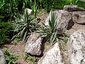 Yucca filamentosa у алпинетуму