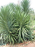 Miniatura para Yucca gigantea