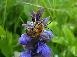 Bombus fragrans