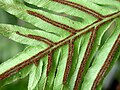 0996-Blechnum brasiliense-skleník-2.03.JPG