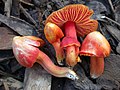 Prächtiger Saftling Hygrocybe splendidissima